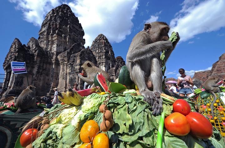 Festival Prasmanan Monyet di Thailand