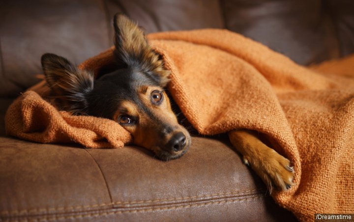 Waspada, Anjing Berpeluang Jadi Sumber Wabah Flu Mematikan Setelah Babi
