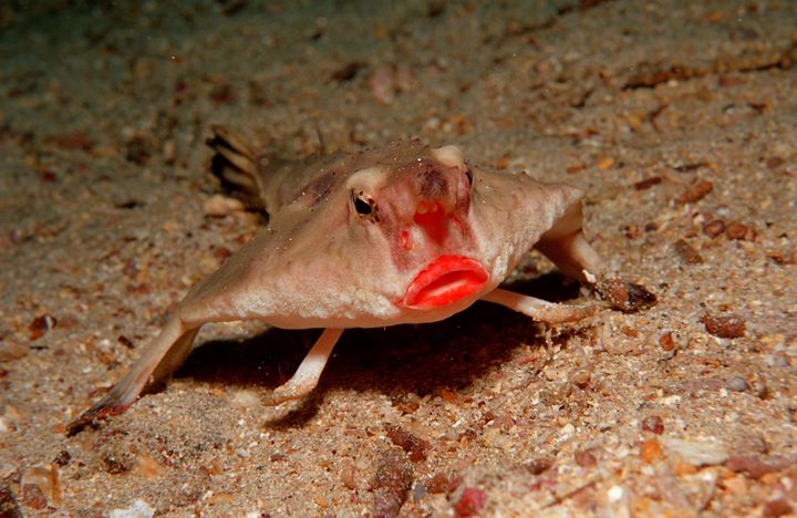 Batfish Bebibir Merah