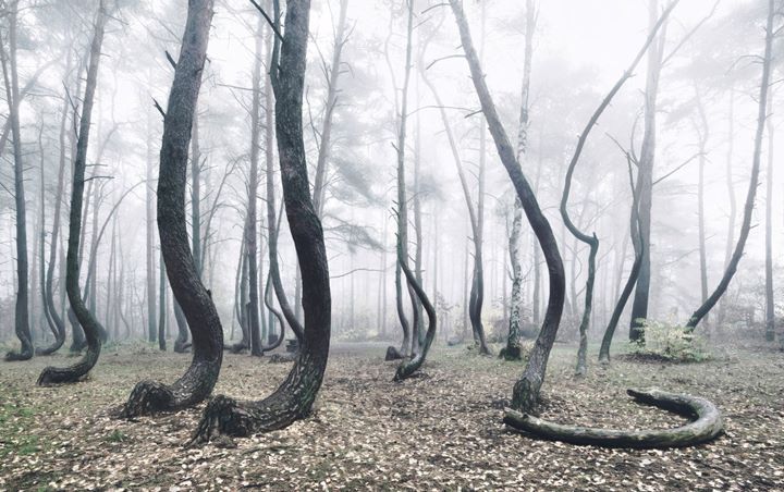 Tak Diketahui Sebabnya, Semua Pohon di Hutan Polandia Ini Tumbuh Bengkok 
