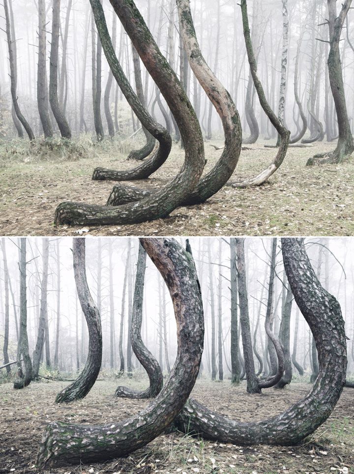 Tak Diketahui Sebabnya, Semua Pohon di Hutan Polandia Ini Tumbuh Bengkok