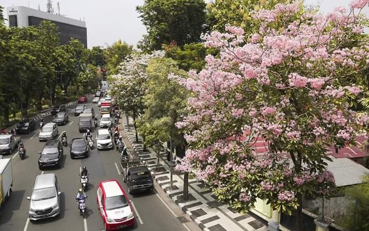 Bunga-Bunga di Pohon Semakin Mempercantik Kota Surabaya