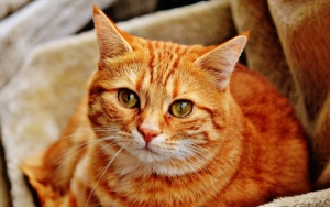Siksa Mata Kucing Dengan Kayu, Pelaku Di Pontianak Akui Kena Guna-Guna