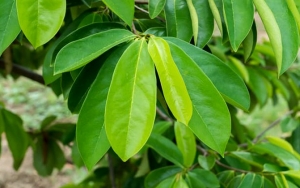 Daun Sirsak Juga Bisa Membunuh Kutu Dan Telurnya Dengan Ampuh Loh