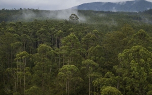 Klhk Buka Suara Soal Kebijakan Hutan Lindung Boleh Dijadikan Food Estate