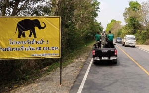 Thailand Pasang Puluhan Rambu Gajah Menyeberang di Jalan Raya, Penabrak Bisa Dipenjara
