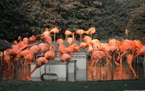 Sejumlah Kebun Binatang Sembunyikan Koleksi Unggas Imbas Flu Burung di Amerika