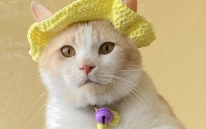 Kucing Viral TikTok 'Pororo' Puncaki Trending Topic dan Bikin Sedih Warganet Usai Dikabarkan Hilang