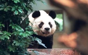 Panda Jantan Raksasa yang Hidup Paling Lama di Dunia Meninggal Diusia 35 Tahun
