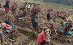 Embun Beku Landa Lanny Jaya Papua, 4 Tewas-548 Kepala Keluarga Terdampak