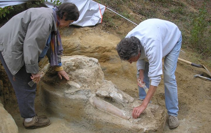 Disembunyikan Bertahun-Tahun, Petani Laporkan Temuan Fosil Langka Leluhur Gajah di Perancis