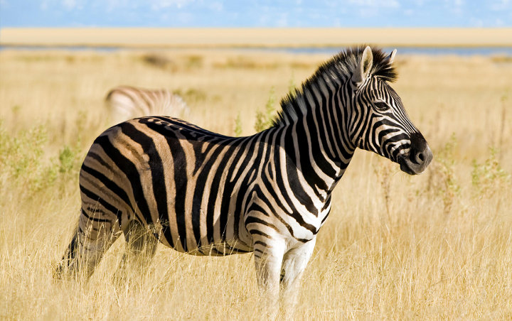 Apa Sebenarnya Fungsi Garis Hitam Putih pada Zebra?