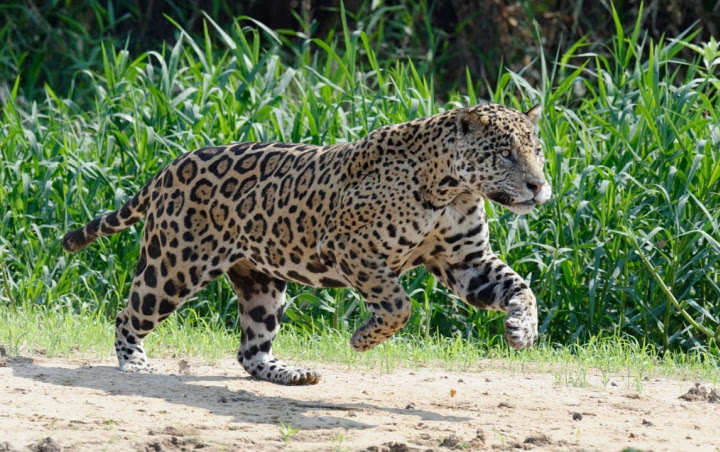 Seekor Jaguar Kabur dari Kandang di Kebun Binatang dan Tewaskan 6 Hewan