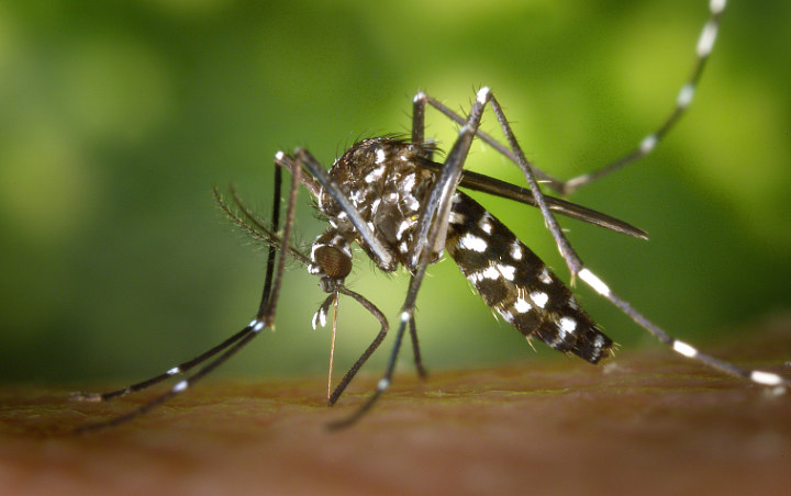 Tanpa Efek Samping, 8 Bahan Alami Usir Nyamuk dan Aman Untuk si Kecil