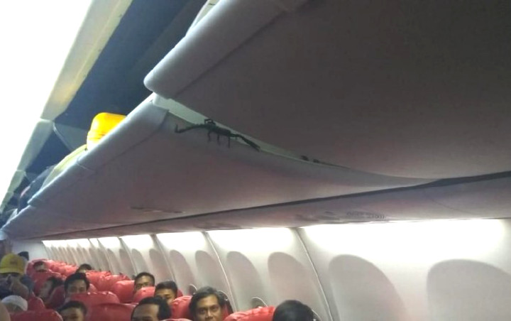Kesaksian Penumpang Histeris Lihat Kalajengking Bertebaran di Kabin Pesawat Lion Air