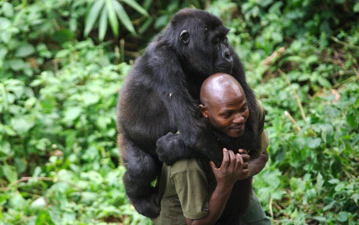 Viral 2 Gorila Pose Genit dan Selfie Bareng Penjaga di Kongo, Netter Banjiri Donasi
