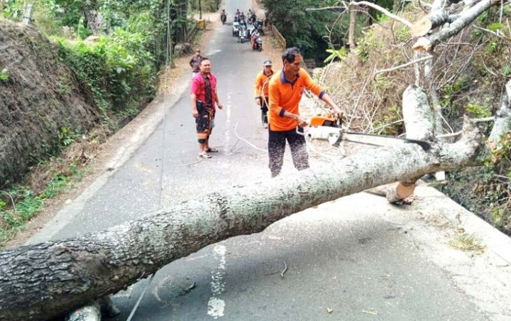 Pohon Beringin Tumbang Akibat Cuaca Buruk, 4 Korban Terluka