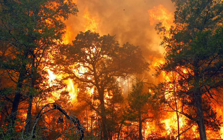  Bukan Faktor Alam, BNPB Sebut Kebakaran Hutan Ternyata Sebagian Besar Karena Ulah Manusia