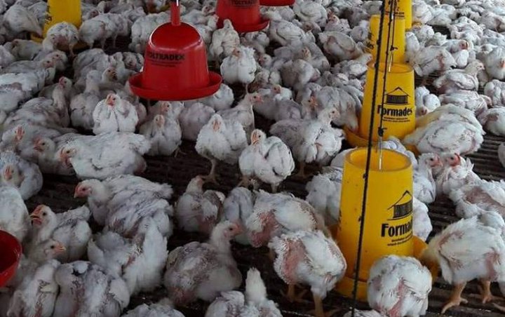  Harga Ayam Anjlok Disinyalir Karena Monopoli Segelintir Perusahaan