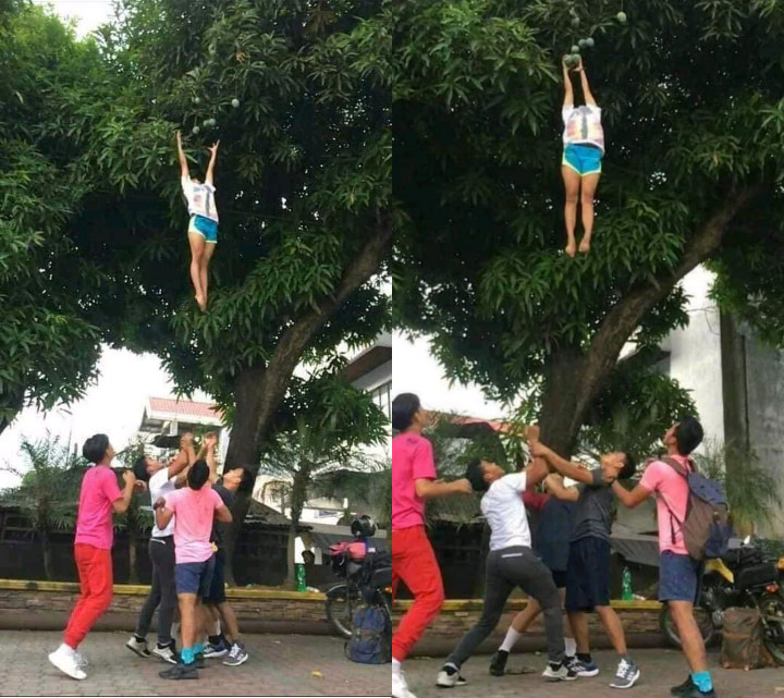 Viral Potret Anggota Cheerleaders Ambil Mangga Banjir Cuitan Lucu Warganet