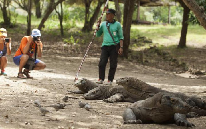 Jokowi Jawab Isu Penutupan Pulau Komodo: Konservasi dan Pariwisata Harus Seimbang