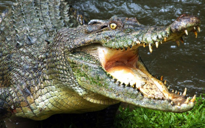 Seekor Buaya 'Nongkrong' di Atap Rumah Warga Malang Hingga Gentingnya Rontok, Kok Bisa?