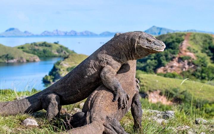 Dinas Pariwisata NTT Pastikan Bakal Tutup Pulau Komodo Pada 2020