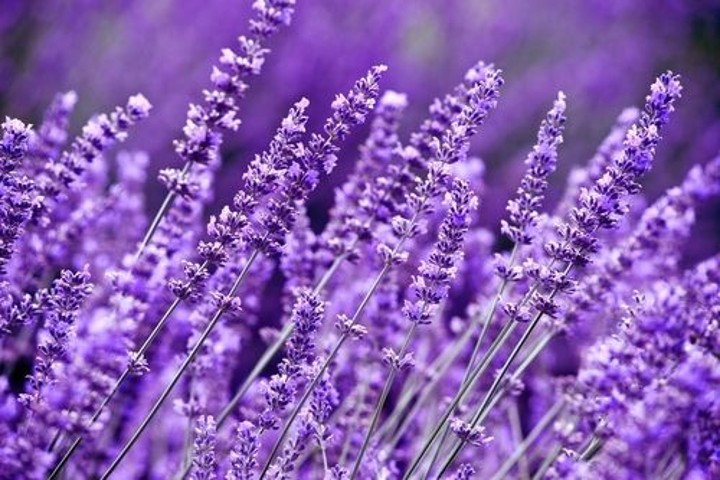 Lavender Yang Bakal Bikin Hidangan Kalian Jadi Unik