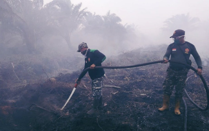 Heboh Ular Raksasa Ikut Terpanggang Karhutla di Kalimantan Bikin Miris