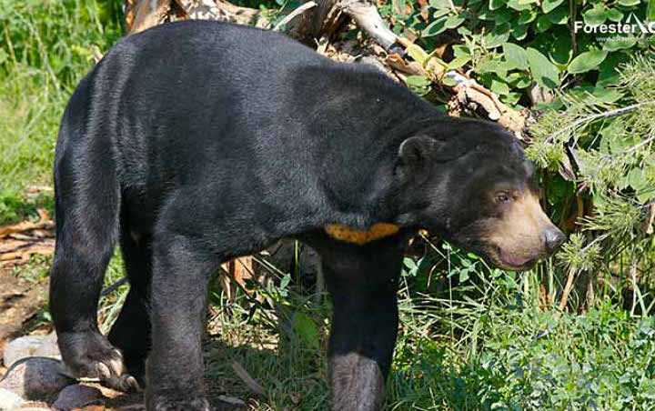 Kisah Petugas BPBD Riau Diberi 'Kode' Oleh Beruang Buas Kala Hendak Padamkan Api
