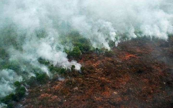 Karhutla Di Kalimantan Buat Iklim Investasi Loyo