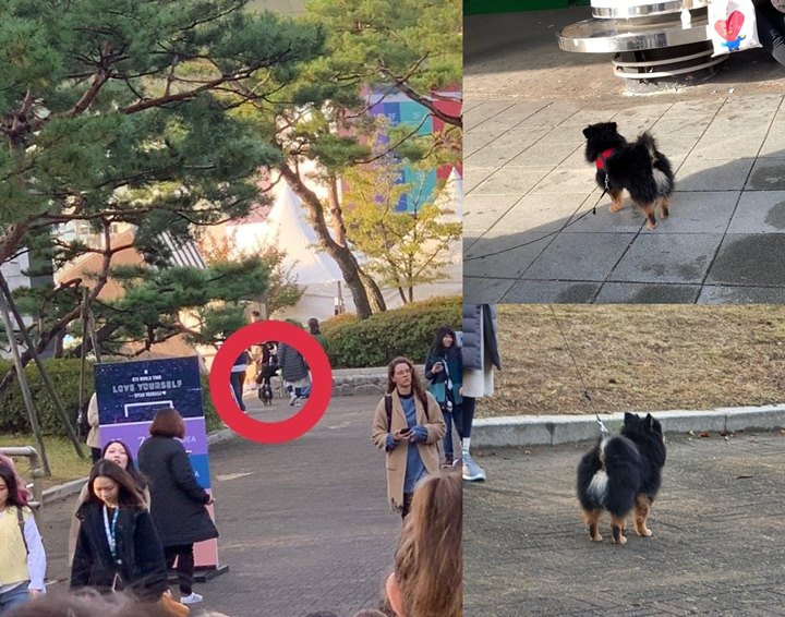 15+ Anjing pomeranian yeontan ideas in 2021 