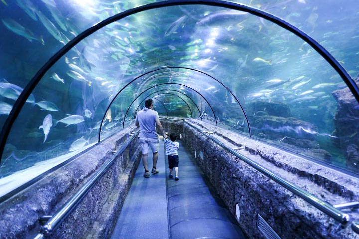 Mampir Ke Jakarta Aquarium Yang Cocok Banget Buat Kalian Pencinta Biota Laut