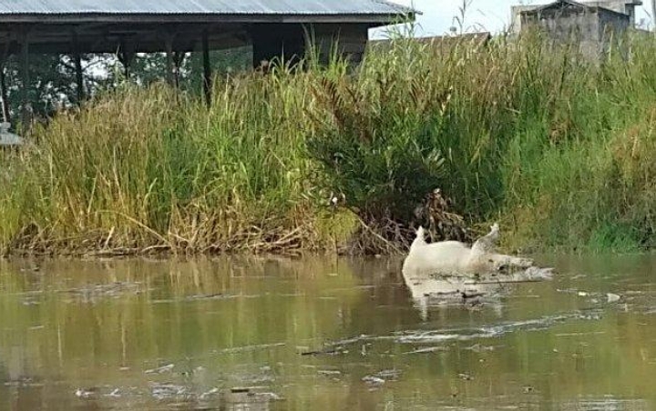 Ribuan Bangkai Babi Dibuang ke Sungai, Polisi Gandeng Pemda Telusuri Pelaku