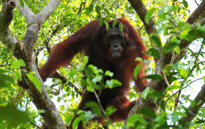 Tragis, Orangutan Sumatera Ini Ditemukan Kritis Dengan 24 Peluru Di Tubuhnya