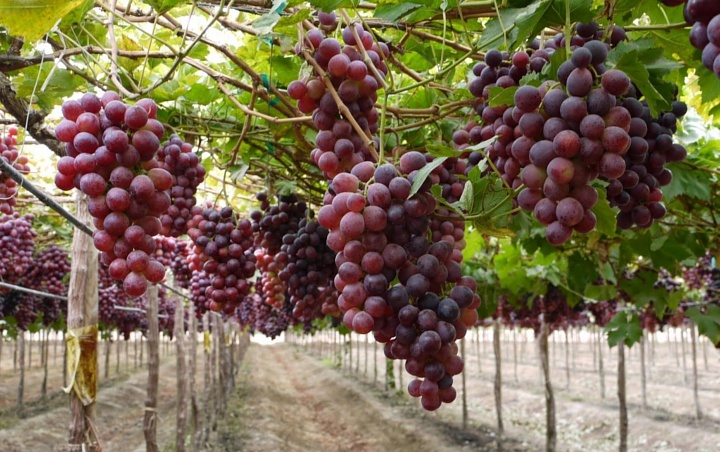 Bak Surga Buah Desa Di Bantul Ini Dipenuhi Anggur 