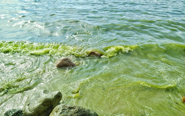 Heboh Warna  Air Laut  di Padang Berubah Hijau  Begini Kata 