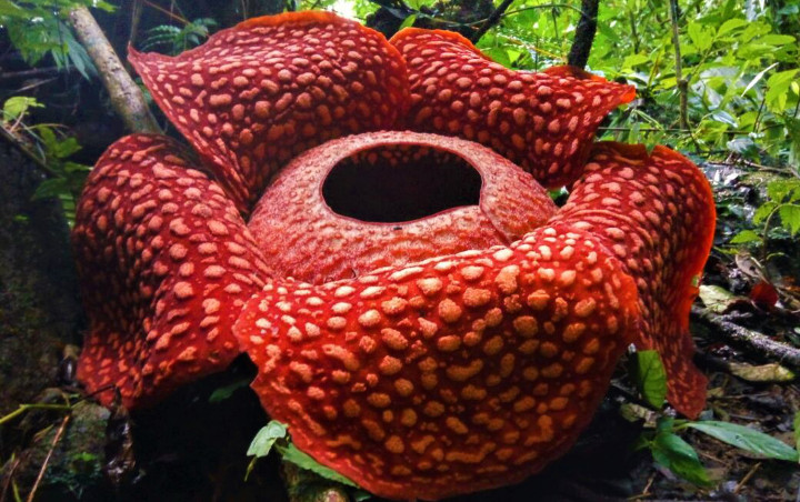 Pecahkan Rekor Dunia, Bunga Rafflesia Terbesar Bakal Mekar di Agam Pekan Depan