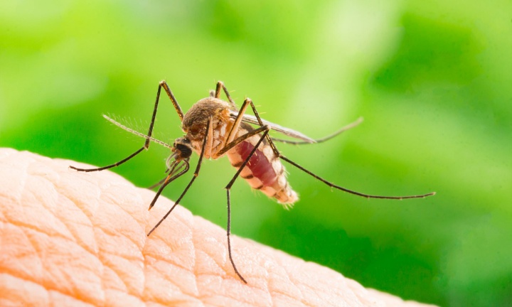 Waspada Penyakit Malaria yang Kerap Terjadi Saat Banjir