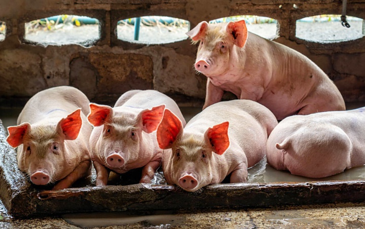 Pemkab Gianyar Bali Borong Ratusan Babi dari 11 Desa Terdampak Virus, Kenapa?