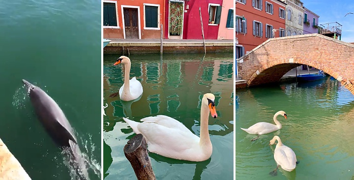 Corona Tak Hanya \'Bersihkan\' Air, Lumba-Lumba Juga Ikut Muncul di Kanal Venesia