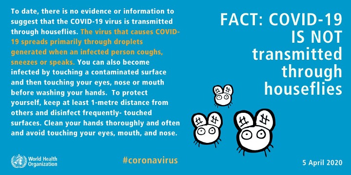  WHO Bantah Penularan Virus Corona Bisa Melalui Lalat