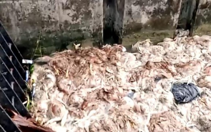 Beredar Video Ribuan Bangkai Ayam Dibuang di Sungai Wegil Pati, Polisi Turun Tangan