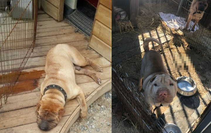 Anjing G-Dragon Disebut Tak Terawat dan Terancam Kena Penyakit Kulit, Kini Satu Diduga Hilang