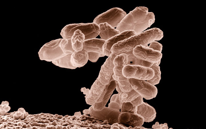 Corona Belum Berakhir, Flu Babi Jenis Baru Yang Berpotensi Jadi Pandemi Ditemukan