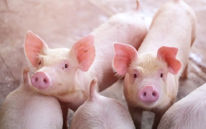 Peneliti Tiongkok Pastikan Flu Babi Jenis Baru Tak Akan Jadi Pandemi