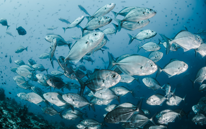 Suhu Laut Terus Memanas, 60 Persen Ikan di Bumi Terancam Punah Imbas Perubahan Iklim