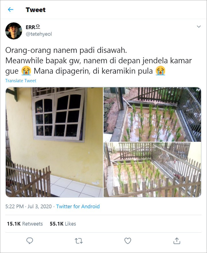 Viral Netizen Bikin Sawah Mini di Halaman Rumah, Diberi Pagar hingga Keramik