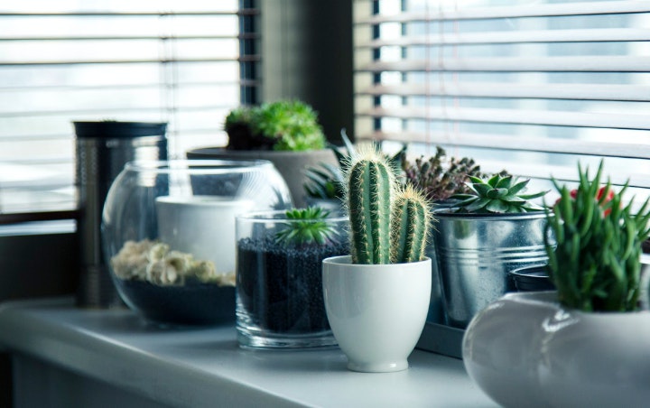 Dekorasi Ruangan Favoritmu Dengan 8 Jenis Tanaman Succulent Cantik Ini, Perawatannya Minim Banget!