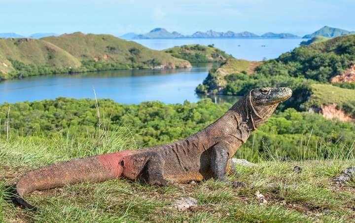 Peneliti LIPI Angkat Bicara Soal Kontroversi 'Jurassic Park' Komodo Pulau Rinca